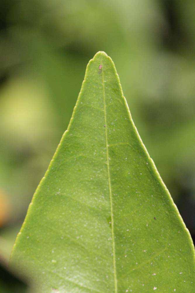              Margin (Riverside, CA)       